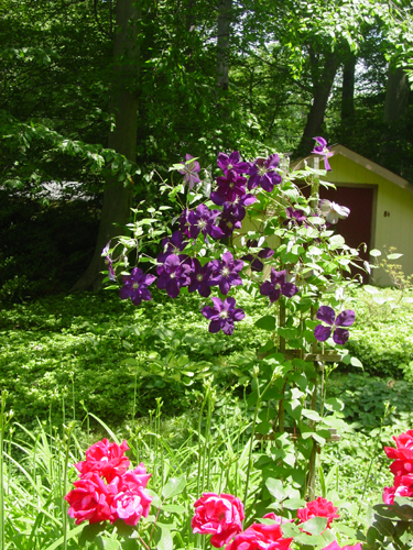 Clematis jackmanii